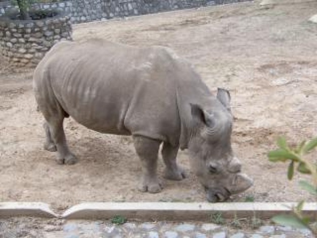 Rhinoceros rhino Africa large about White rhinoceros Poaching